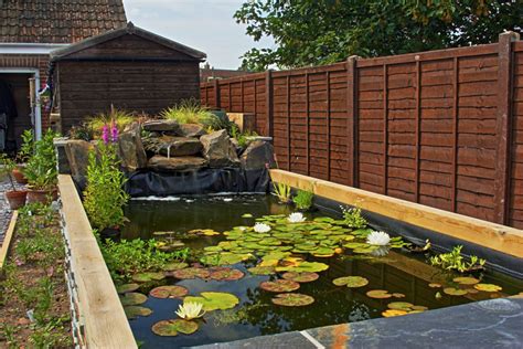 backyard pond forum